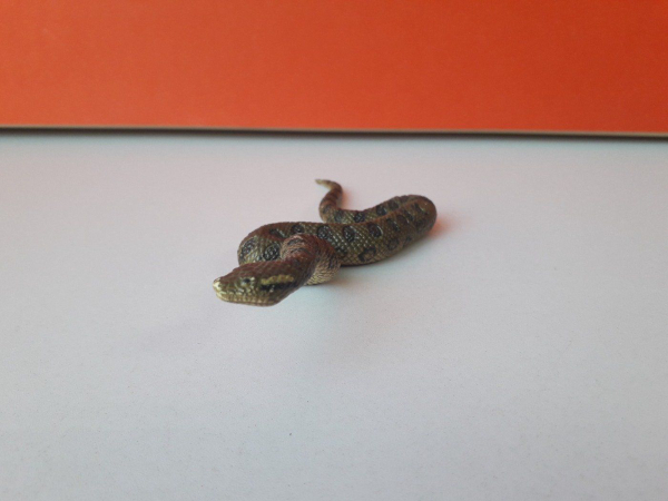 Eredeti Schleich zöld anakonda kígyó állatfigura! 13x3cm ! 2016-os kiadás! Schleich 14778